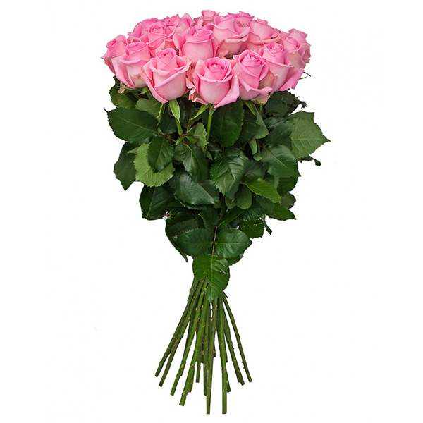  19 roses Ecuador 70-80 cm