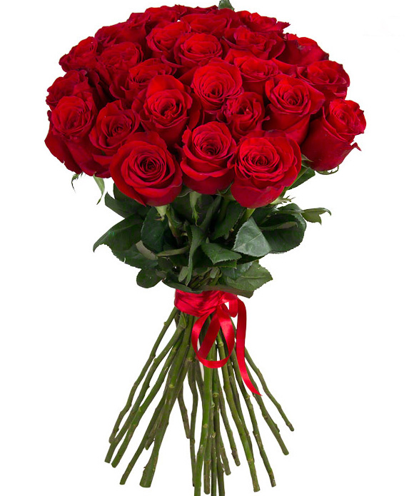 31 red roses Ecuador 70-80 cm