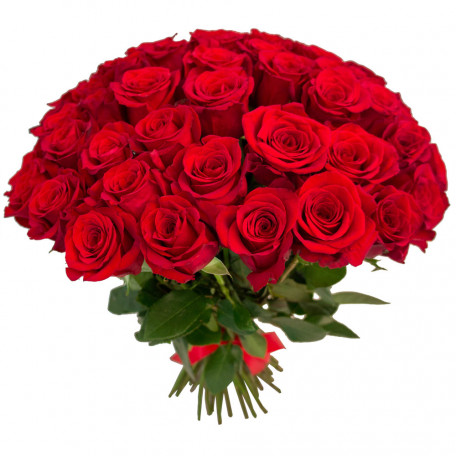51 red roses Ecuador 50 cm