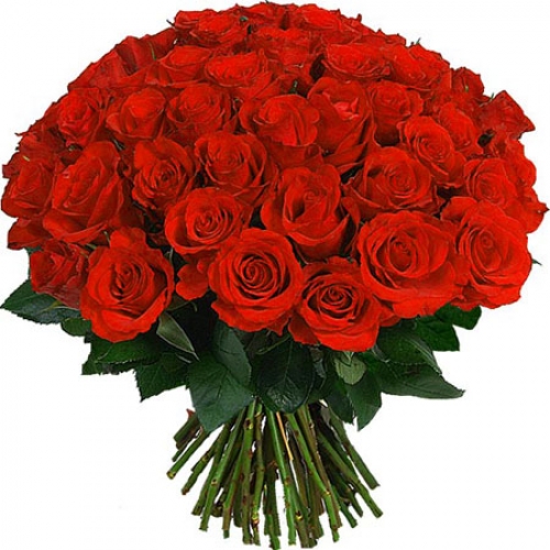 55 red roses