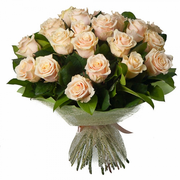 25 cream roses