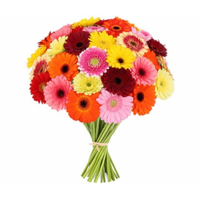 51 gerberas
