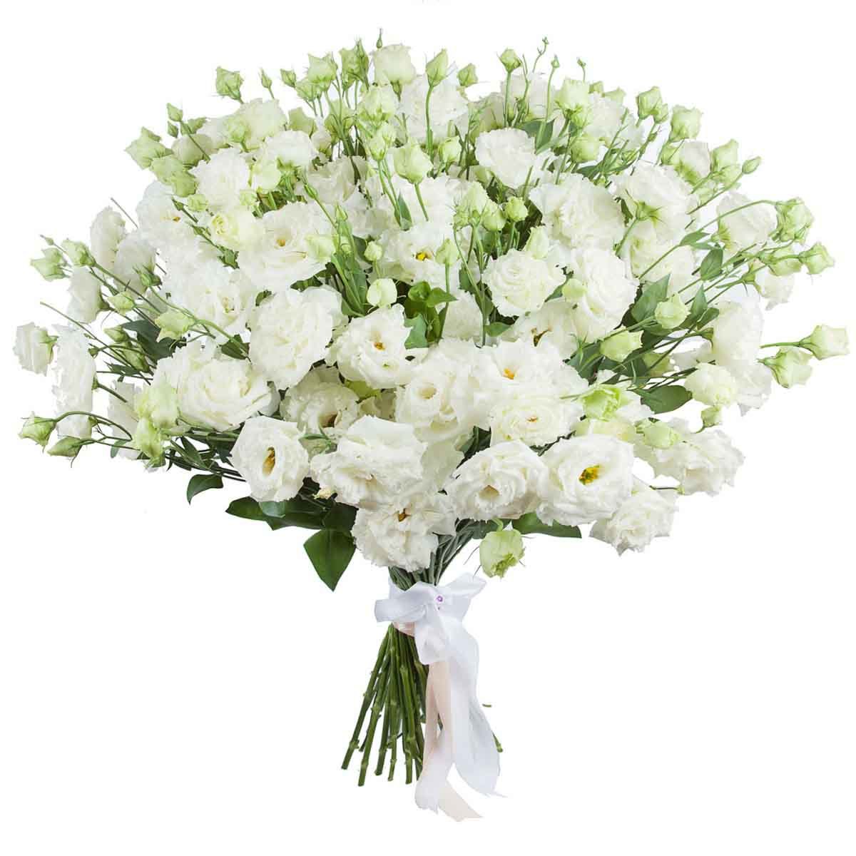 Gentle eustoma